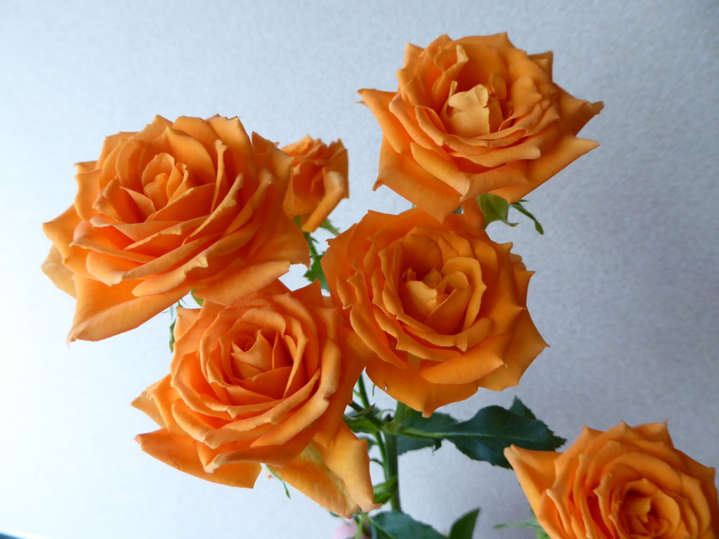 スプレーバラ・シンディ（オレンジ）の生花の写真