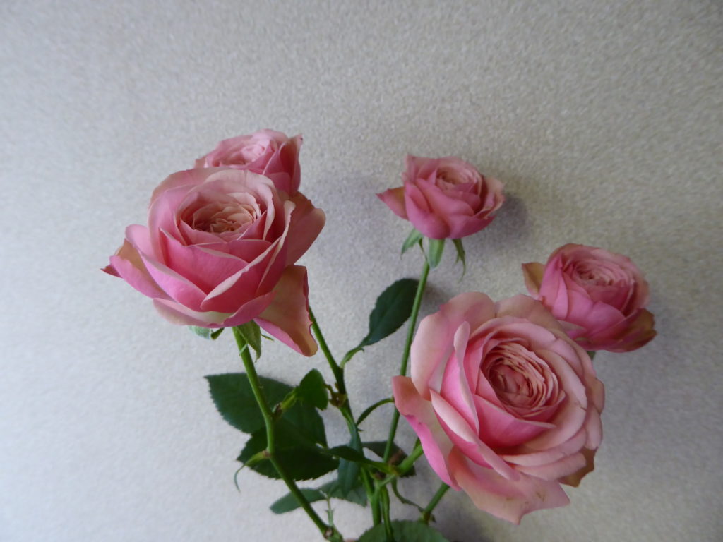 スプレーバラ・チークスベビー（ピンク）の生花の写真