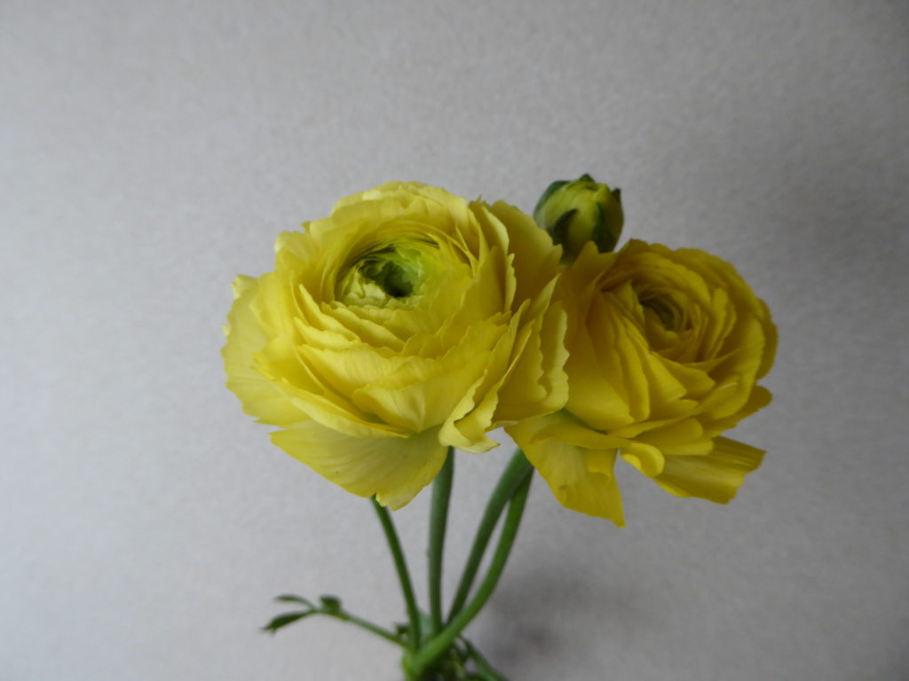 ラナンキュラス（黄）の生花写真