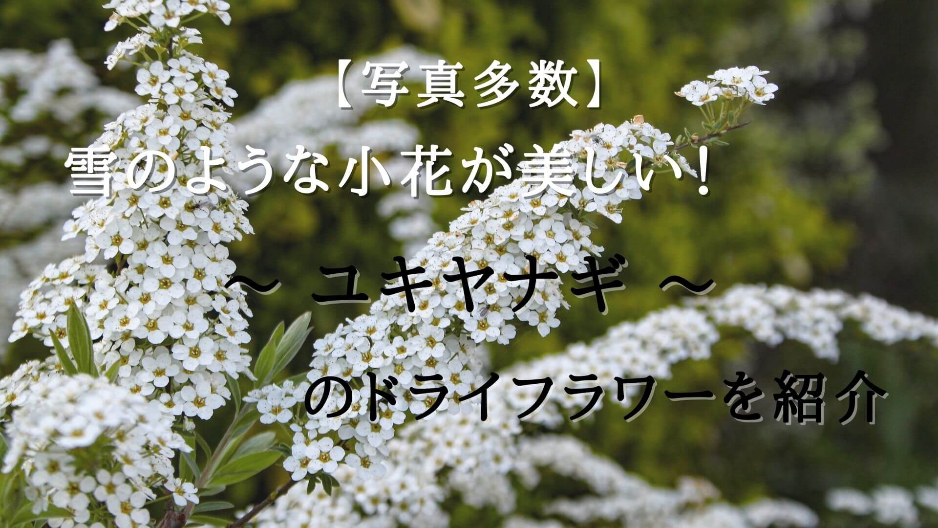 雪のような小花が美しい ユキヤナギのドライフラワーを紹介 花と雑貨を可愛く飾るブログ