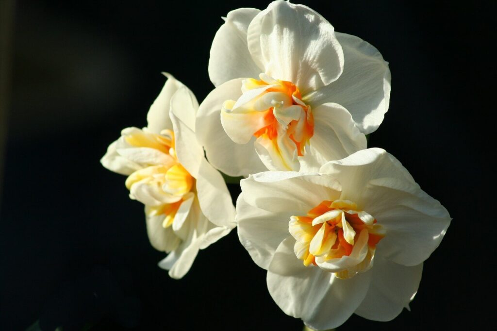 八重咲きのラッパスイセンの参考写真（写真素材集より）