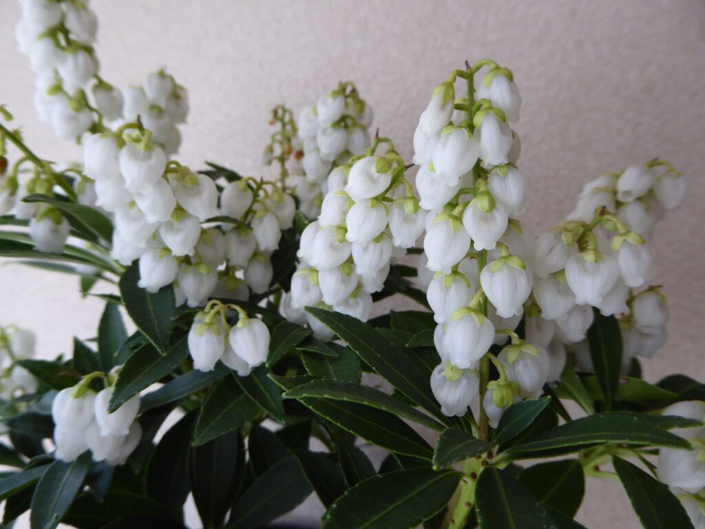 屋久島アセビの花の写真