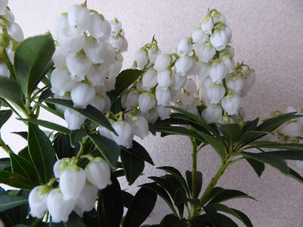屋久島アセビの花の写真②