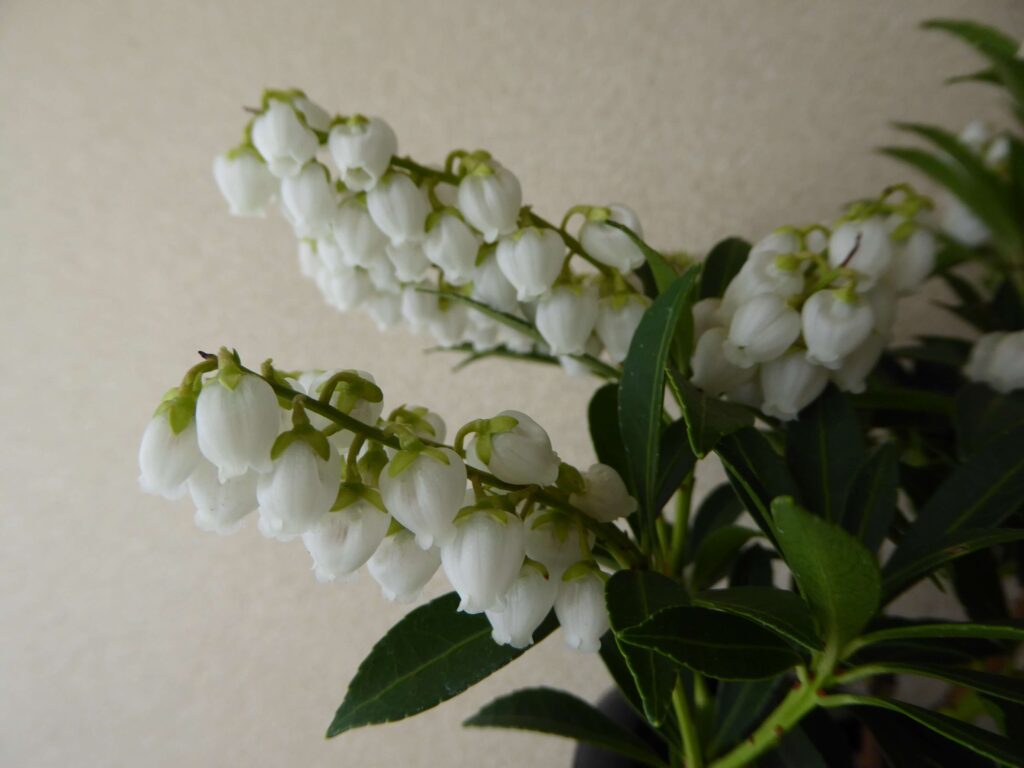 屋久島アセビの花の写真④
