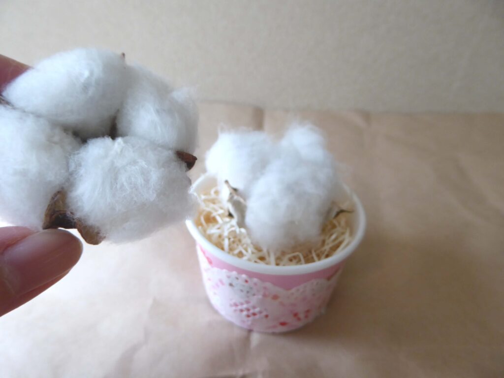 綿の実を置いたアイスカップに小さい綿の実を置く写真