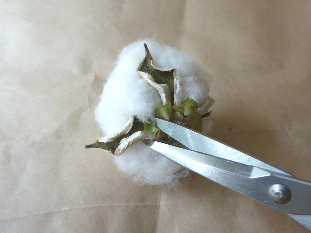 綿の実の殻の一部をハサミでカットする写真
