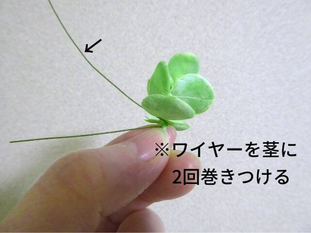 ワイヤリングの解説写真：ユーカリの茎にワイヤーを巻く写真