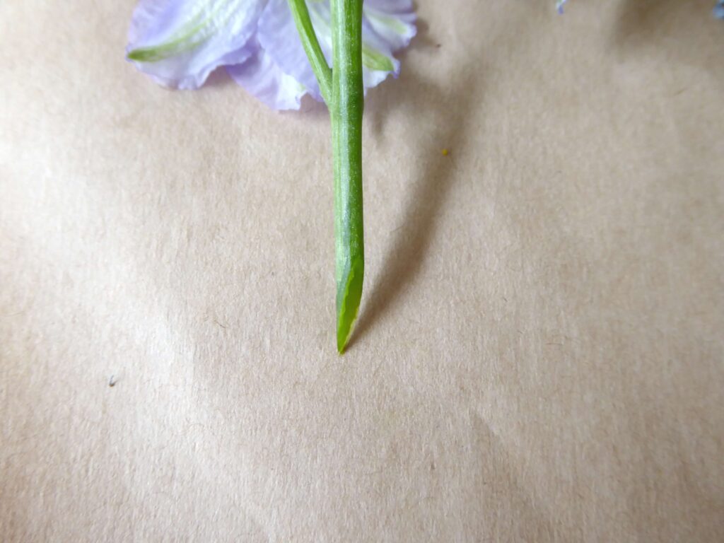 花材をカットする際の切り口のズーム写真