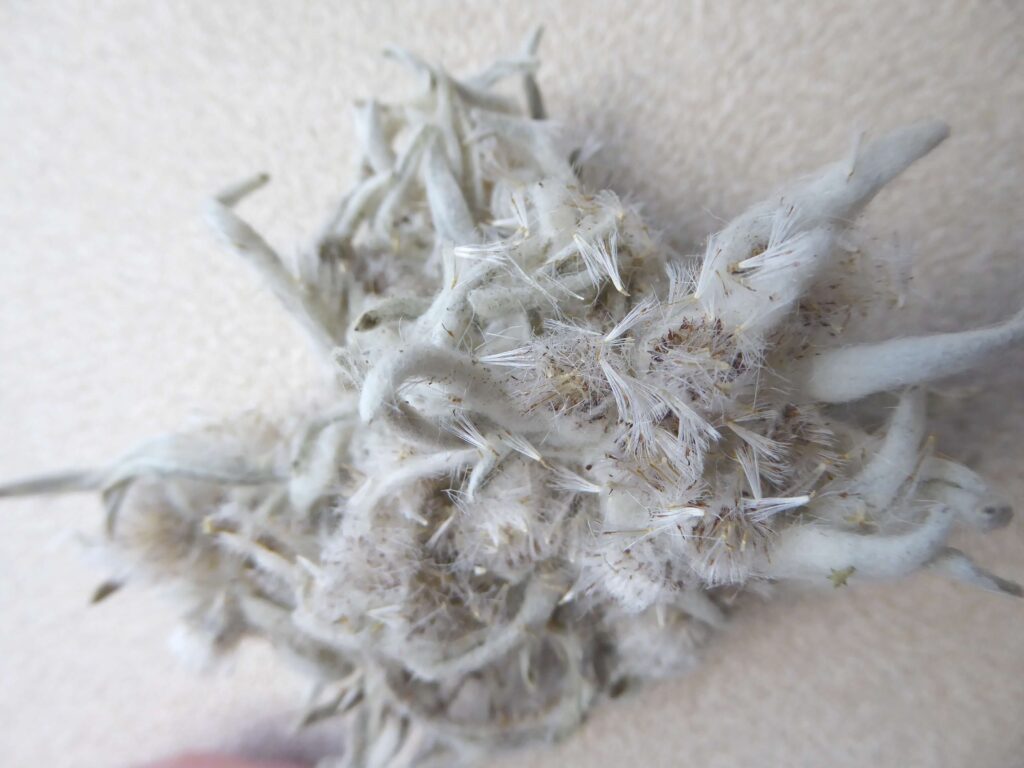 エーデルワイスの綿毛の写真