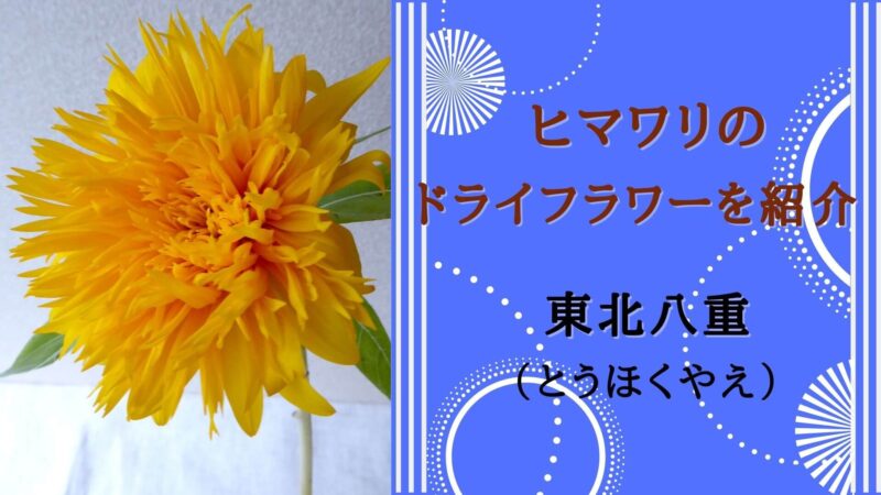 ヒマワリのドライフラワーを紹介 東北八重 ドライも鮮やかなビタミンカラー 花と雑貨を可愛く飾るブログ