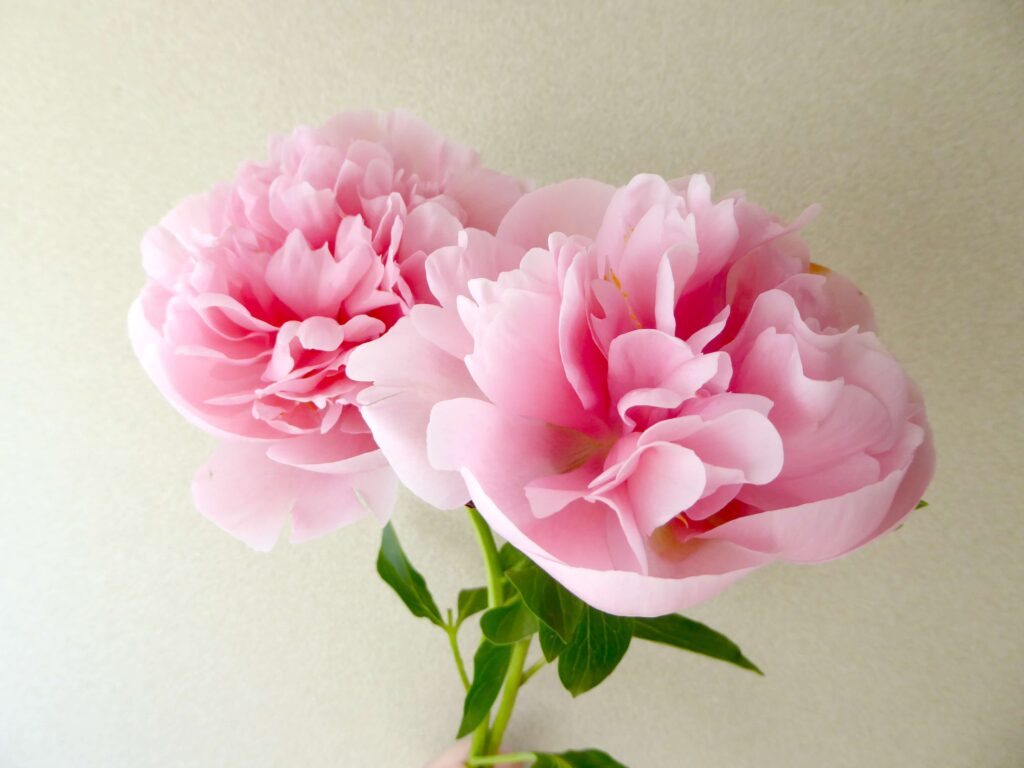 芍薬・エッジドサーモンの生花写真