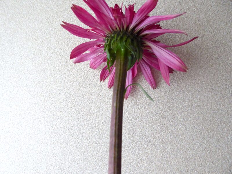 シュプリームエレガンス（生花）の茎の写真