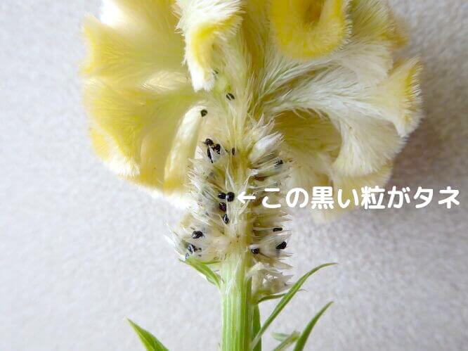ケイトウの花の中にあるタネを写した写真