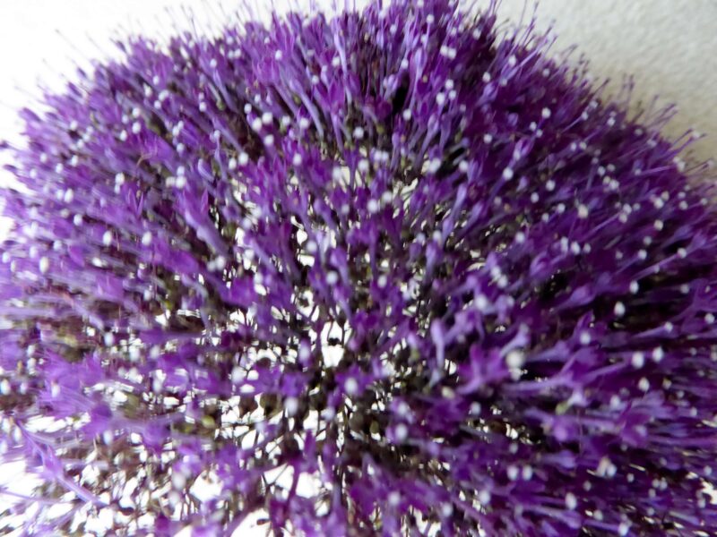 ユウギリソウ紫のズームアップ生花写真