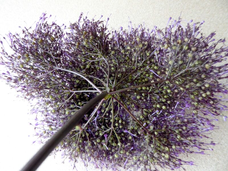 下から見たユウギリソウ紫の生花写真