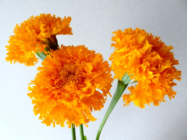 マリーゴールド・プロミスオレンジの生花写真