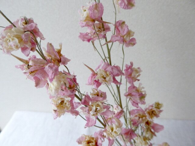 ドライフラワーにおススメしたい花♪ピンクのラークスパー（千鳥草）を紹介 花と雑貨を可愛く飾るブログ