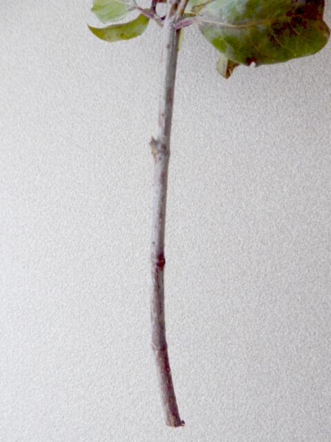 ビバーナム・ティナスの枝のアップ写真