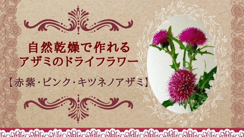 自然乾燥で作れる アザミのドライフラワー 赤紫 ピンク キツネのアザミ 花と雑貨を可愛く飾るブログ
