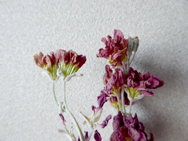 乾燥したストックの花の先端部分の写真