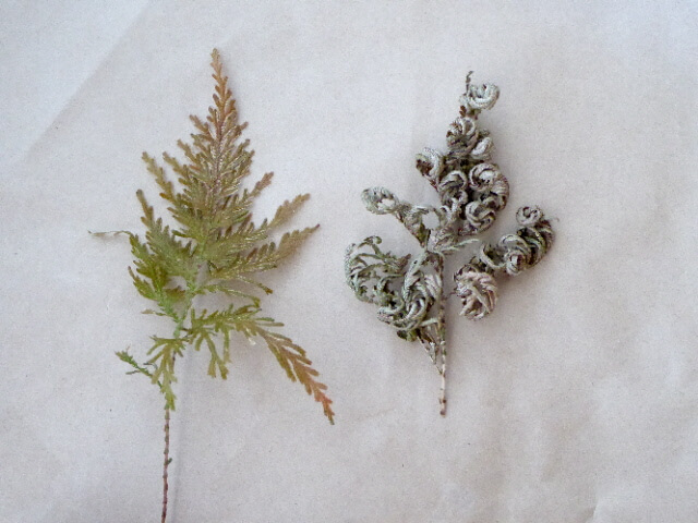 生花の黄金シダ（左）と乾燥した黄金シダ（右）の写真